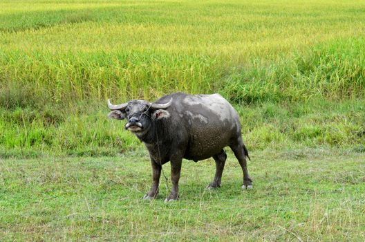 Thai buffalo in grass field