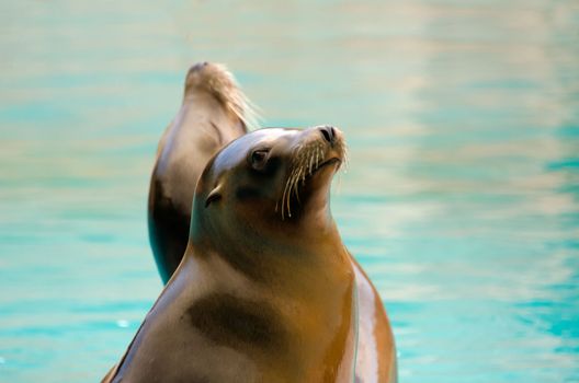 the sea lion