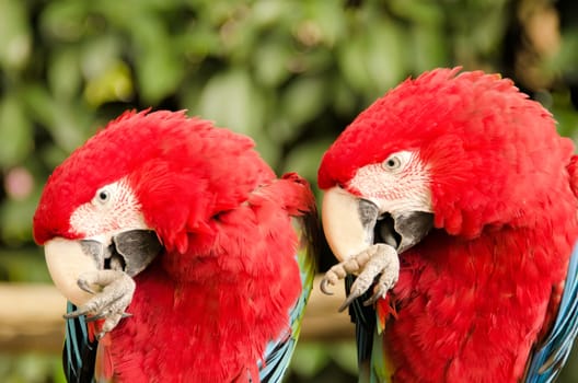 the parrot