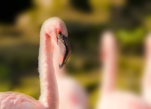 the flamingo