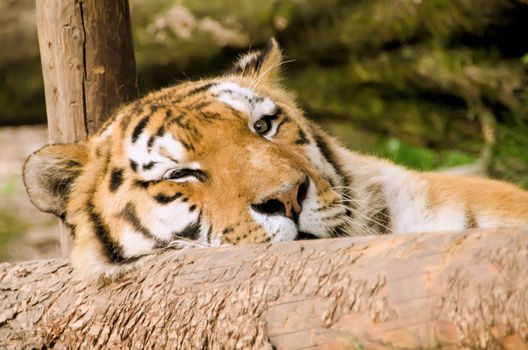 the tiger
