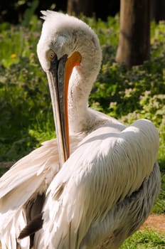 the pelican