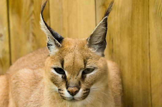 the caracal