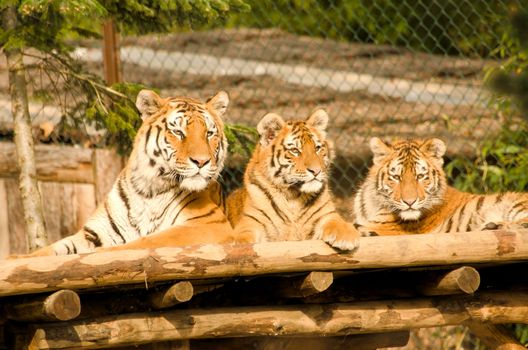 the tigers
