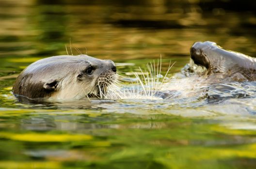 the otters