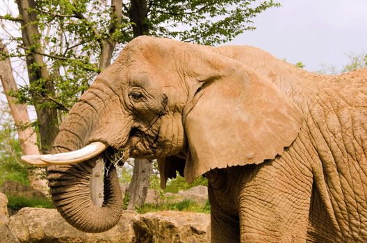 the africa elephant