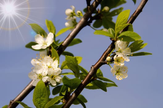 the flowers of plum