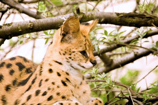 the serval