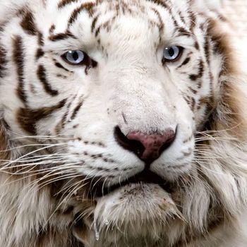the white tiger