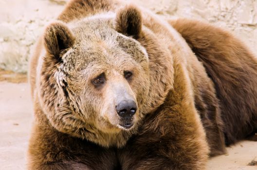 the brown bear