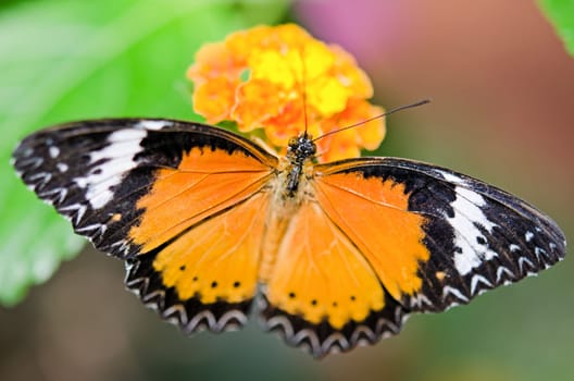 the beautiful butterfly with wings