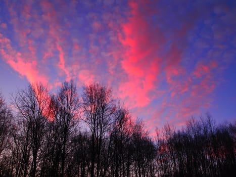 Dawn over the forest