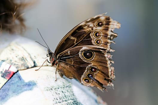 the beautiful butterfly with wings