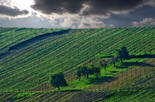the vines