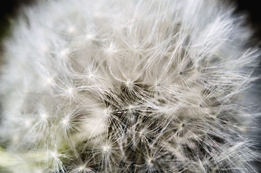 the dandelion