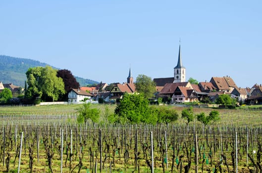 the vineyards of Alsace