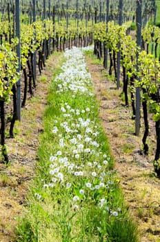 the vineyards of Alsace