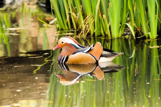 mandarin duck