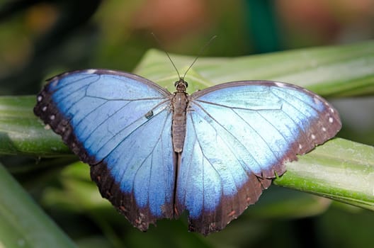 the beautiful butterfly with wings