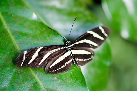 the beautiful butterfly with wings