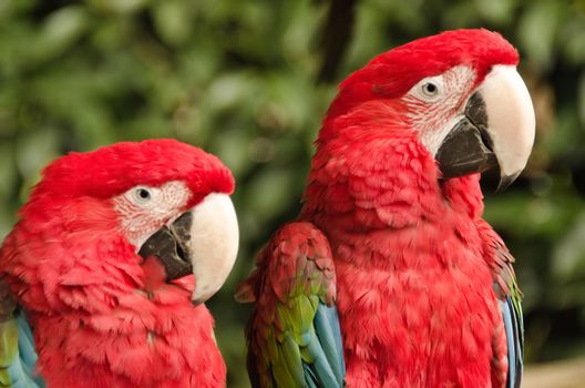 the macaws