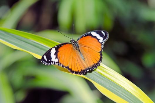 the beautiful butterfly with wings