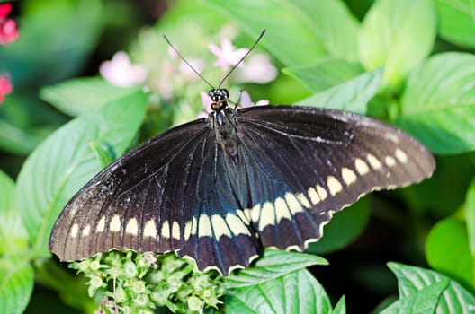 the beautiful butterfly with wings