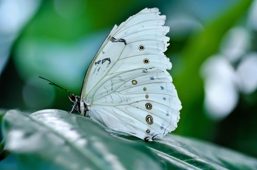 the beautiful butterfly with wings