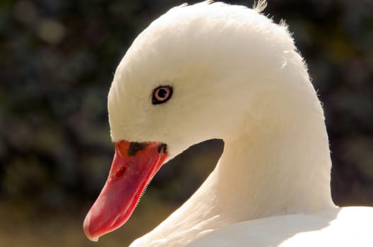 the head of a white goose