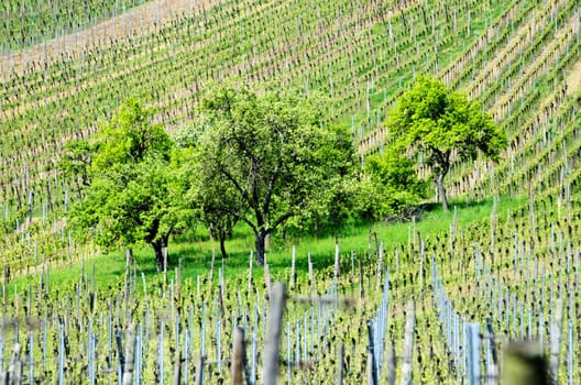 the vineyards of Alsace