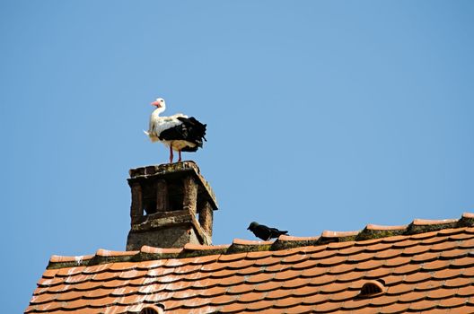 the stork on the roof