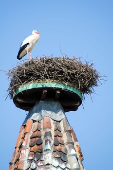 the stork in its nest