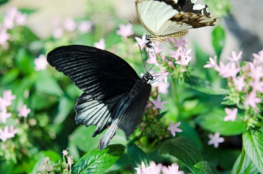 the beautiful butterfly with wings