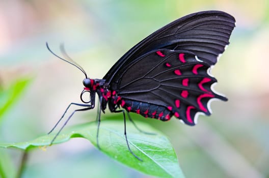 the beautiful butterfly with wings