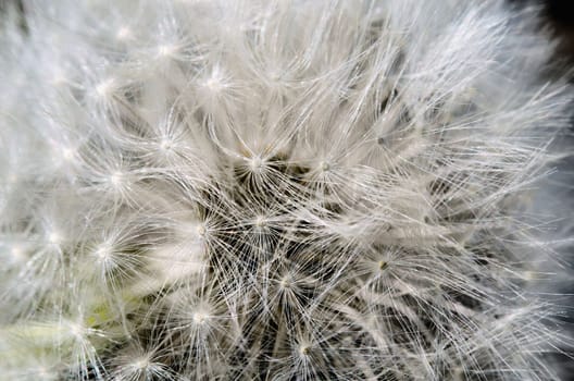 the dandelion