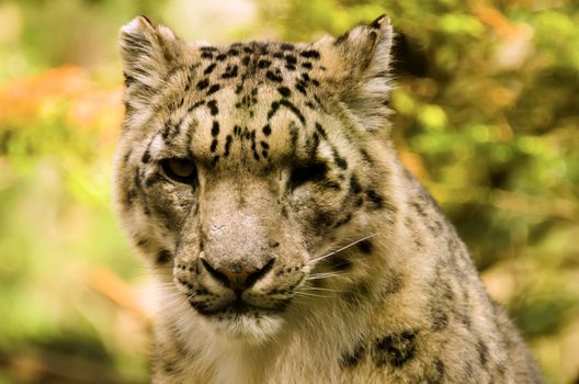 the snow leopard