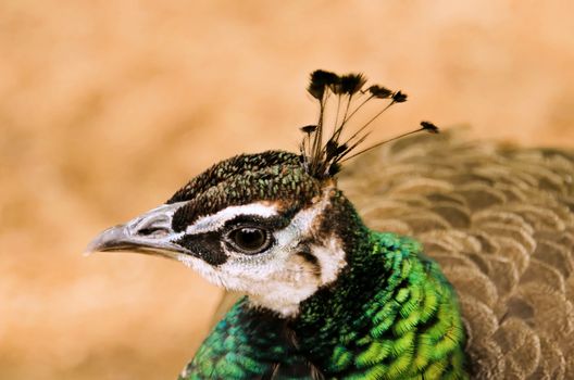 the head of the peacock