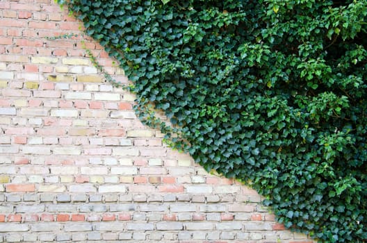 the brick wall and the ivy