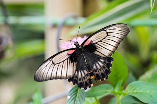 the beautiful butterfly with wings