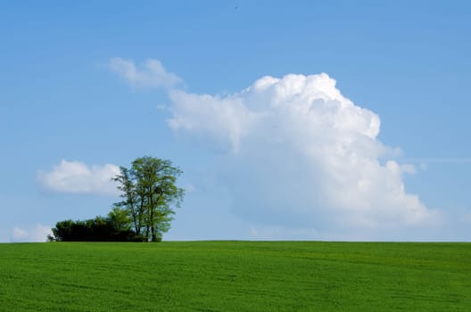 the tree in the meadow