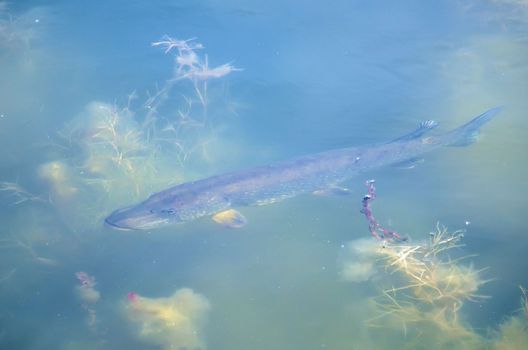 pike  in the water