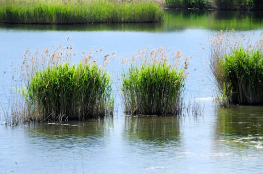wetlands