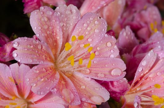 pink flowers