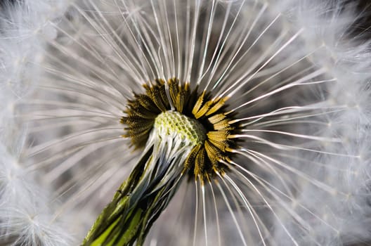 the dandelion