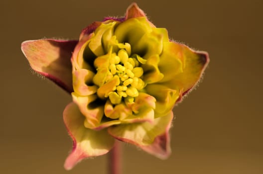 the yellow flower
