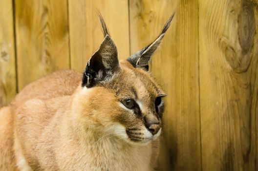 the caracal