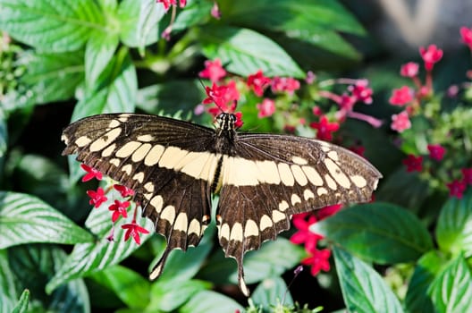 the beautiful butterfly with wings