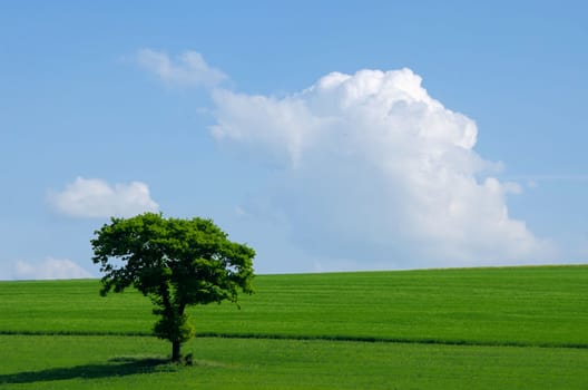 the green tree in the fields