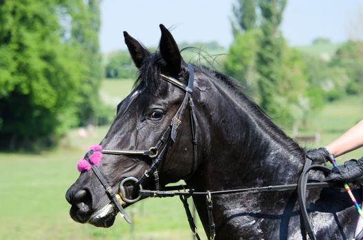 the horse racing