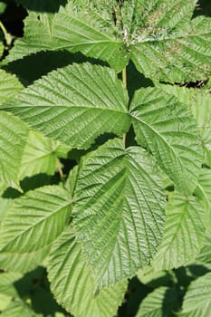 green sheet